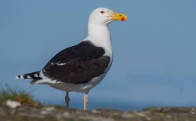 Attēlu rezultāti vaicājumam “Larus marinus adult”