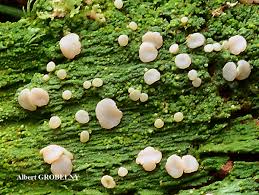 Attēlu rezultāti vaicājumam “Icmadophila ericetorum”