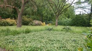 Attēlu rezultāti vaicājumam “Symphytum grandiflorum”