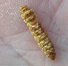 Attēlu rezultāti vaicājumam “Falcaria lacertinaria”