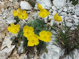 Image result for Alpenmohn