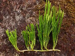 Attēlu rezultāti vaicājumam “Diphasiastrum tristachyum”