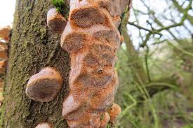 Attēlu rezultāti vaicājumam “Phellinus pomaceus”