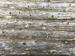 Attēlu rezultāti vaicājumam “Microcalicium disseminatum”