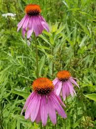 Attēlu rezultāti vaicājumam “Echinacea purpurea leaf”