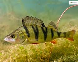 Attēlu rezultāti vaicājumam “Perca fluviatilis”