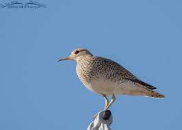 Image result for Bartramia longicauda