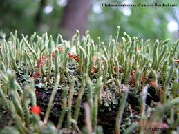 Attēlu rezultāti vaicājumam “Cladonia coniocraea”