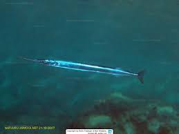 Image result for Belone belone