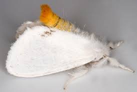 Attēlu rezultāti vaicājumam “Euproctis similis”