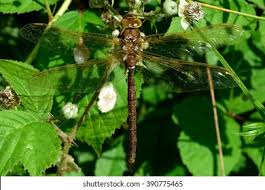 Attēlu rezultāti vaicājumam “Aeshna grandis”