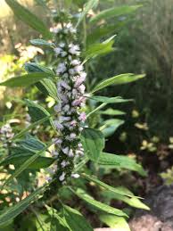 Attēlu rezultāti vaicājumam “Leonurus cardiaca”