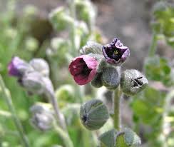 Attēlu rezultāti vaicājumam “Cynoglossum officinale flower”