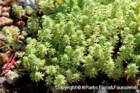 Attēlu rezultāti vaicājumam “Sedum sexangulare leaf”