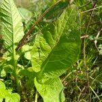Attēlu rezultāti vaicājumam “Rumex hydrolapathum fruit”