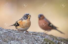 Attēlu rezultāti vaicājumam “Fringilla montifringilla”