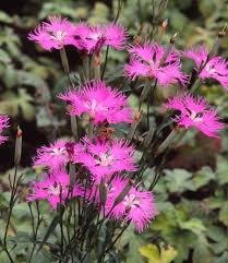 Image result for Dianthus superbus