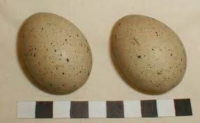 Attēlu rezultāti vaicājumam “Fulica atra eggs”