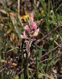 Attēlu rezultāti vaicājumam “Onobrychis arenaria”