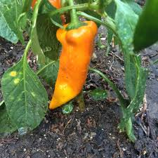 Afbeeldingsresultaat voor marconi golden sweet pepper