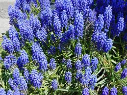 Attēlu rezultāti vaicājumam “Muscari botryoides”