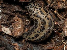 Attēlu rezultāti vaicājumam “Limax maximus”