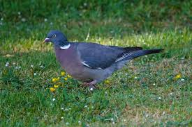 Image result for Columba palumbus