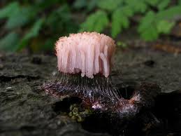 Attēlu rezultāti vaicājumam “Stemonitis splendens macro”
