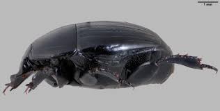 Attēlu rezultāti vaicājumam “Hypocaccus rugiceps”