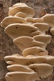 Attēlu rezultāti vaicājumam “Trametes gibbosa”