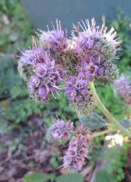 Image result for Phacelia