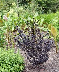 Attēlu rezultāti vaicājumam “Fagus sylvatica fo. purpurea male flower”