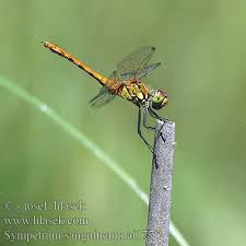 Attēlu rezultāti vaicājumam “Sympetrum sanguineum female”