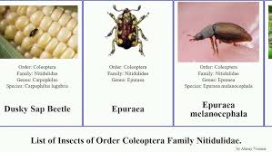 Attēlu rezultāti vaicājumam “Glischrochilus grandis”