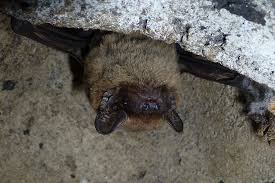 Attēlu rezultāti vaicājumam “Nyctalus leisleri”