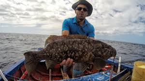 Image result for Mycteroperca microlepis