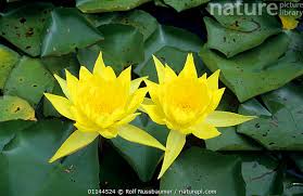 Attēlu rezultāti vaicājumam “Nuphar lutea flower”