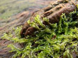 Attēlu rezultāti vaicājumam “Lophocolea coadunata”