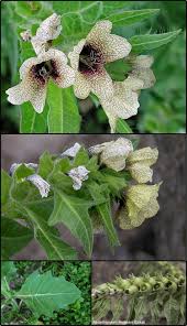 Attēlu rezultāti vaicājumam “Hyoscyamus niger flower”
