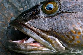 Image result for Ophiodon elongatus