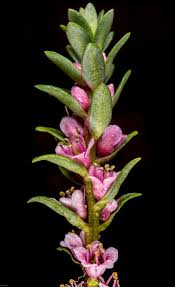 Attēlu rezultāti vaicājumam “Glaux maritima flower”