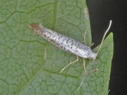Attēlu rezultāti vaicājumam “Argyresthiidae”