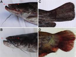 Image result for Silurus glanis