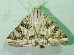 Attēlu rezultāti vaicājumam “Protoschinia scutosa”