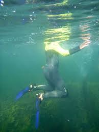 Image result for Wyndley Seals Snorkelling Club