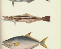 Image result for Lichia amia