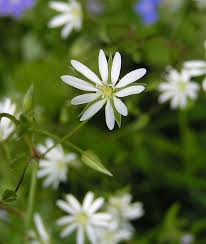 Attēlu rezultāti vaicājumam “Stellaria crassifolia”