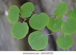 Attēlu rezultāti vaicājumam “Cercidiphyllum japonicum leaf”