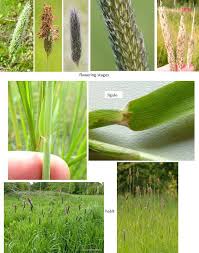 Attēlu rezultāti vaicājumam “Alopecurus pratensis fruit”