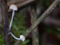 Attēlu rezultāti vaicājumam “Mycena belliarum”